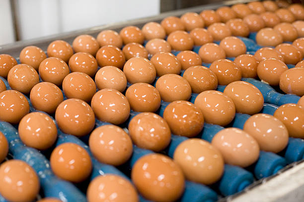 Brown eggs on processing line stock photo