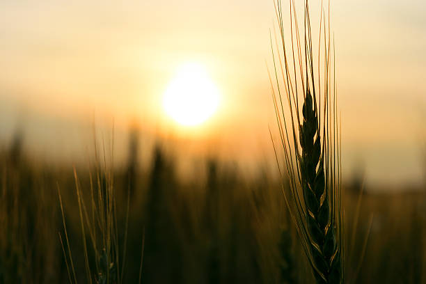 istock silhouette one spike at the rye field at sunset 628932804