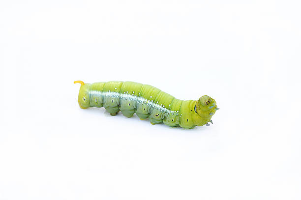 the green worm on white background ,the green caterpillars, cate - inchworm imagens e fotografias de stock