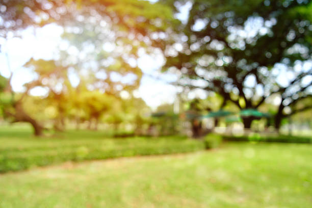 istock defocused bokeh background of  garden trees in sunny day 628934092