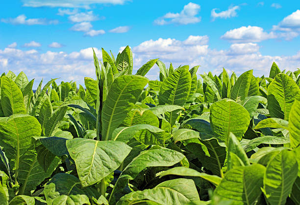 Tobacco field stock photo