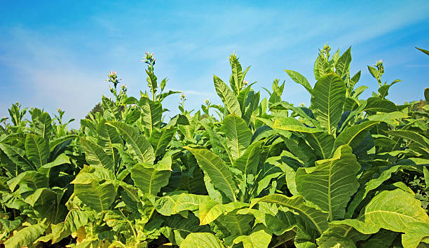 istock Tobacco field 628934742