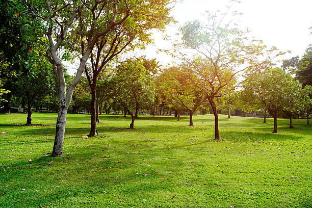 istock green grass field in big city park 628935556