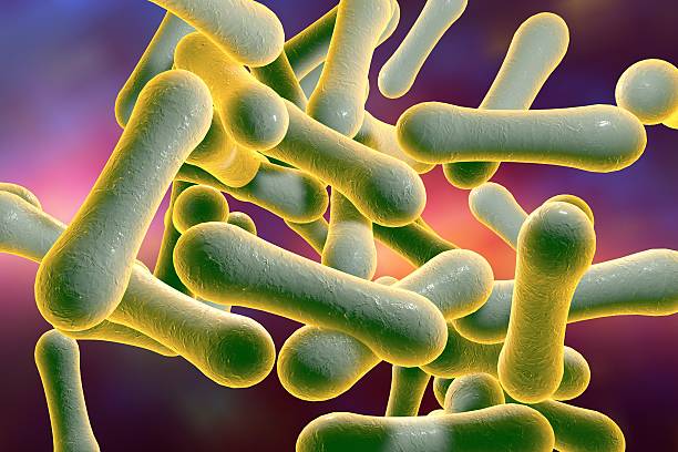 Bacteria which cause diphtheria stock photo