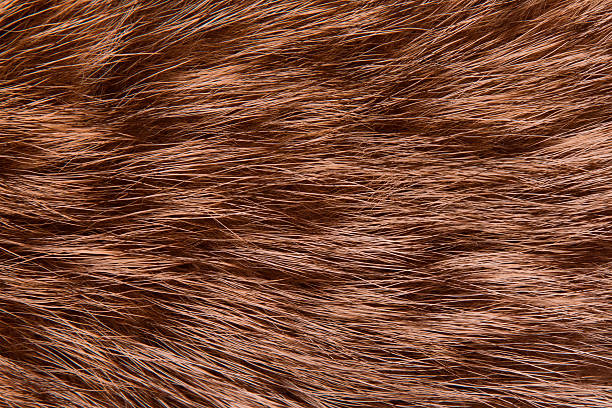 istock Fur animal raccoon close-up. Background. 628941332