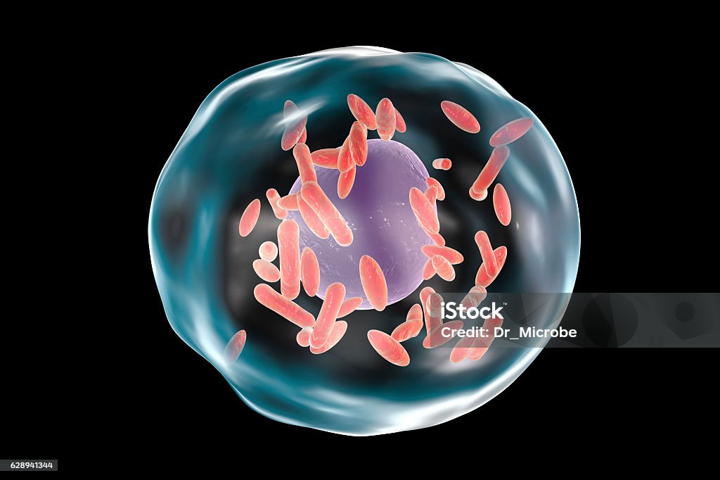 Bacteria Coxiella Burnetii Which Cause Q Fever Inside Human Cell Stock  Photo - Download Image Now - iStock