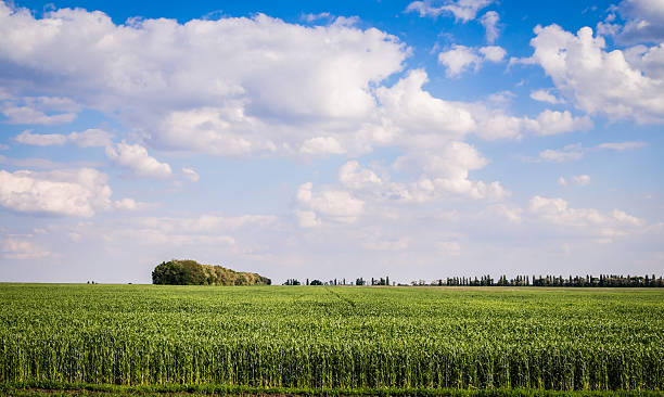 campo fértil. hierba de trigo de primavera - winter wheat fotografías e imágenes de stock