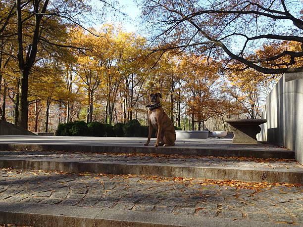 istock dog posing in a autumn scene 628948046