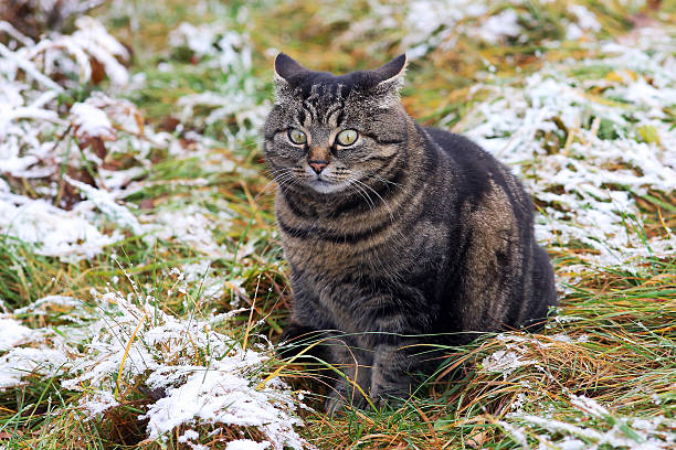 istock Funny look of a fat cat 628948292