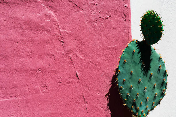 istock Green cactus grows alongside a pink painted plaster wall 628948896