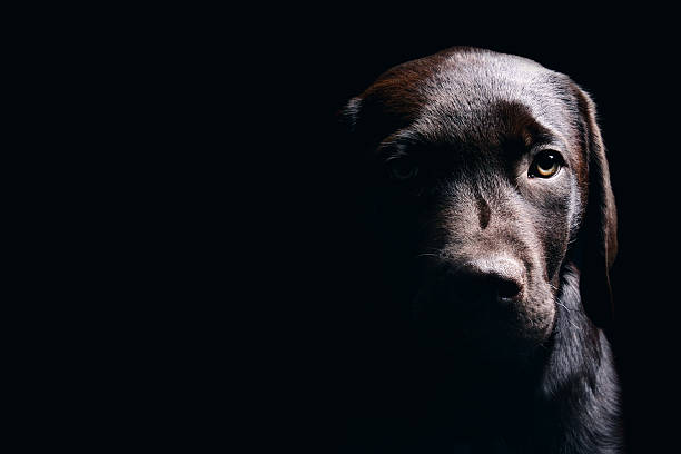 istock Chocolate Labrador Puppy 628950830