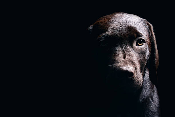 Chocolate Labrador Puppy Low Key Shot of Chocolate Labrador Puppy animal welfare photos stock pictures, royalty-free photos & images