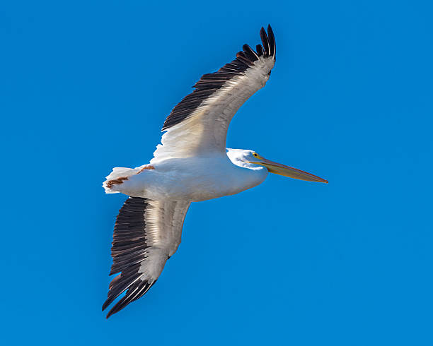 istock American White Pelican in Flight 628951814