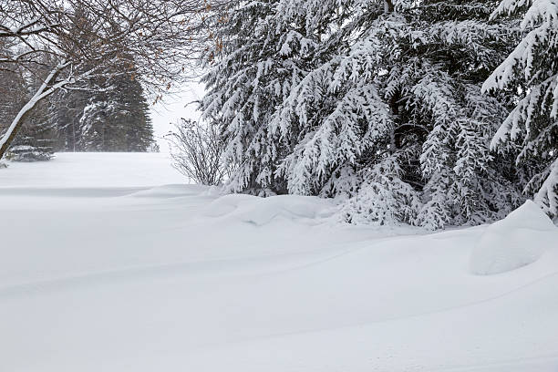istock Snowdrifts and Spruce Trees 628964734