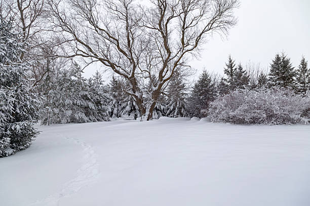 istock Snowy Trees in Garden with Tree Swing 628964962