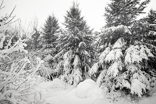 Winter wonderland of beautiful snow covered Spruce trees after a Minnesota blizzard.