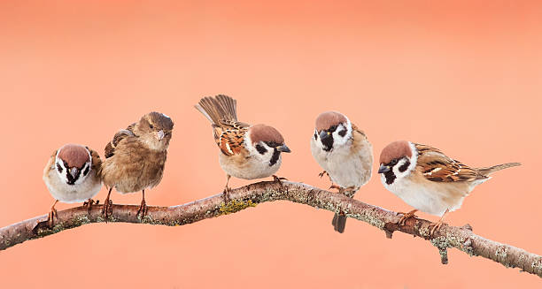 istock funny birds sitting on a branch 628965614