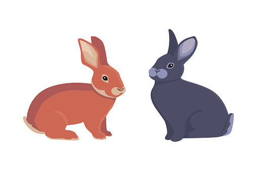 vector illustration of cartoon rabbits
