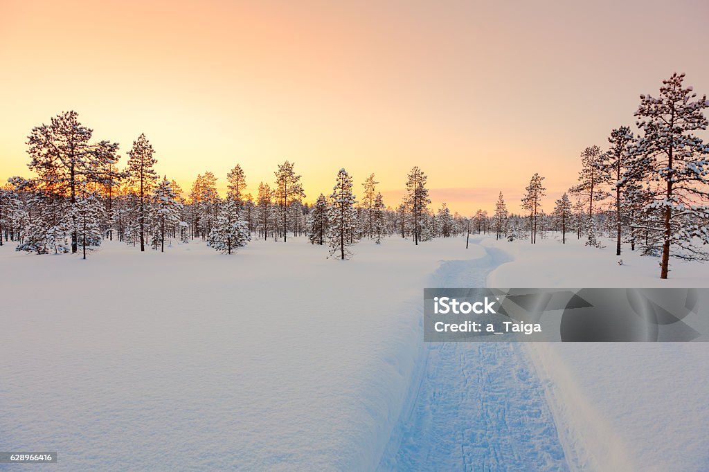 Sundown in winter snowy forest, beautiful landscape Sundown in winter snowy forest, big pine trees covered snow, empty ski way, beautiful winter weather Winter Stock Photo