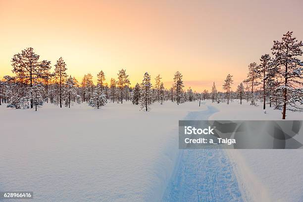 Sundown In Winter Snowy Forest Beautiful Landscape Stock Photo - Download Image Now