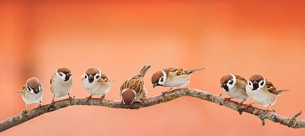 istock small funny birds sparrows sitting 628966510