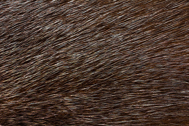 istock Dark fur mink. Fur texture. 628966698