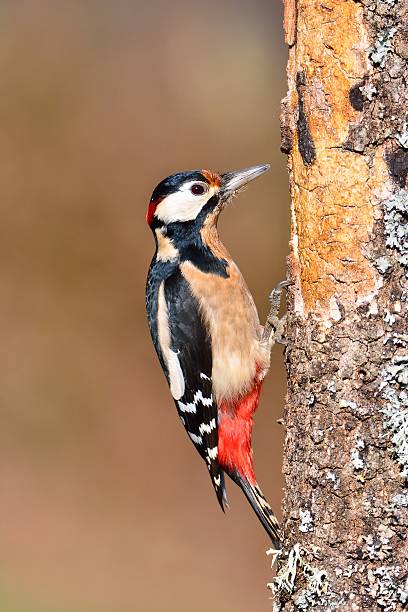 istock Great spotted woodpecker perched on a log. 628966770