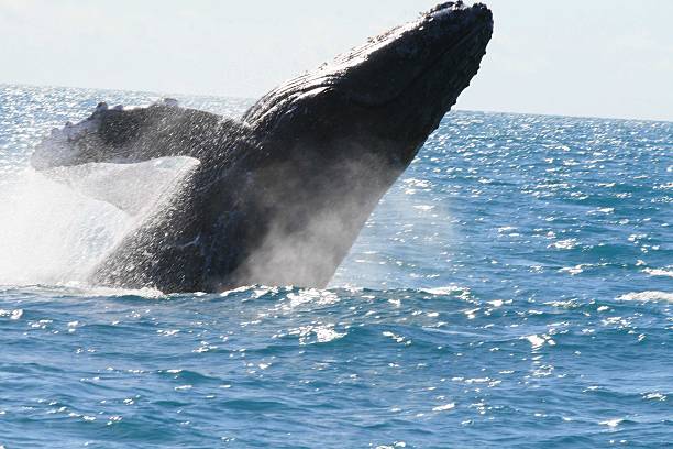 istock HUMPBACK / BAILEIA / ABROLHOS 628966844