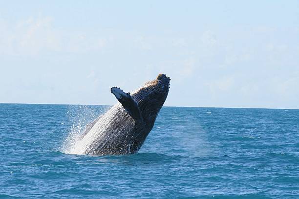 istock HUMPBACK / BAILEIA / ABROLHOS 628966850