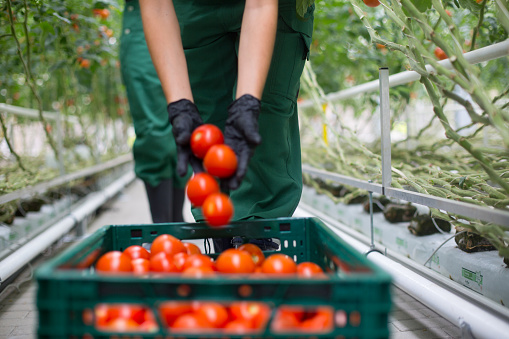 Woman hands picking tomatoes from greenhouse and putting in a crate