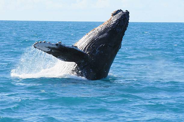 istock HUMPBACK / BAILEIA / ABROLHOS 628966874