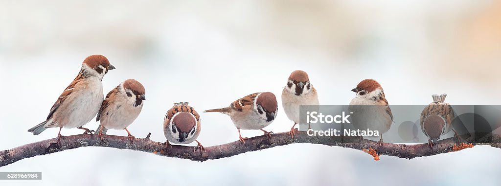 funny birds sparrows sitting on a branch on the panoramic A lot of small funny birds sparrows sitting on a branch on the panoramic picture Bird Stock Photo