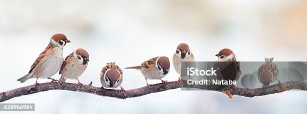 Funny Birds Sparrows Sitting On A Branch On The Panoramic Stock Photo - Download Image Now