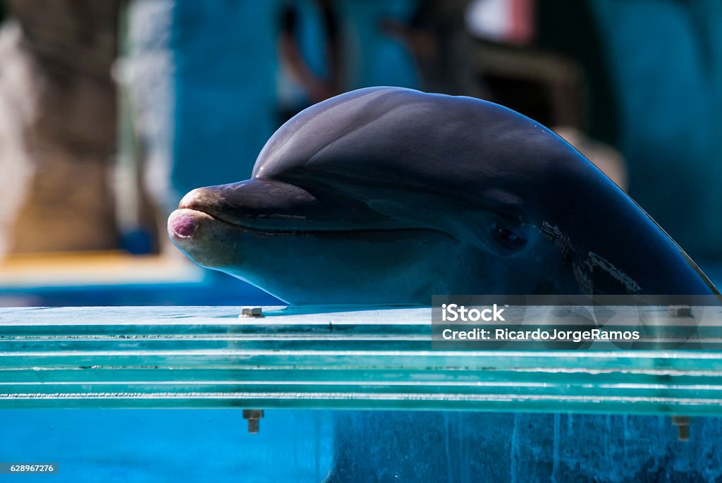 Dolphin Dolphin in the Zoo Animals In Captivity Stock Photo