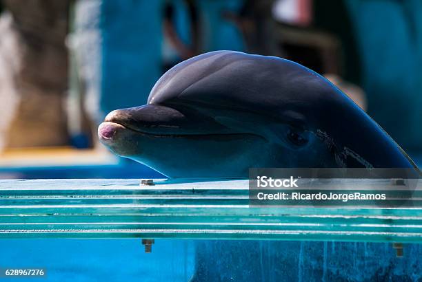 Dolphin Stock Photo - Download Image Now - Animals In Captivity, Animal, Dolphin
