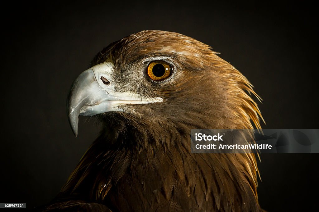Águila real  - Foto de stock de Águila real libre de derechos