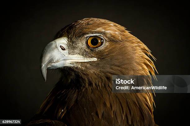 Águila Real Foto de stock y más banco de imágenes de Águila real - Águila real, Ave de rapiña, EE.UU.