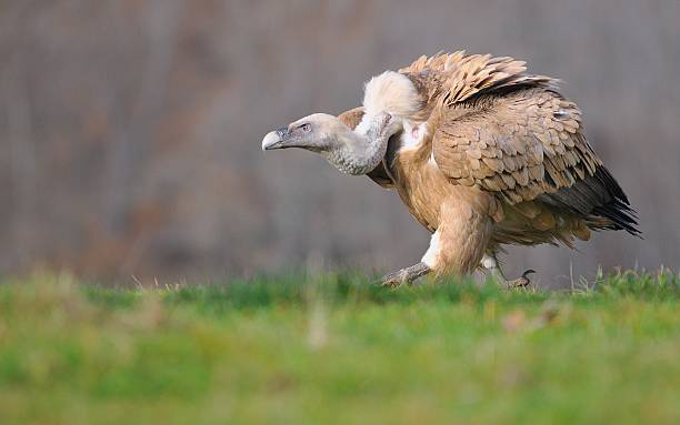 Griffon vulture in the meadow of Leon. Griffon vulture in the meadow of Leon in Spain eurasian griffon vulture photos stock pictures, royalty-free photos & images