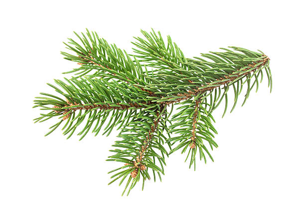 istock Fir tree branch isolated on white background 628967684