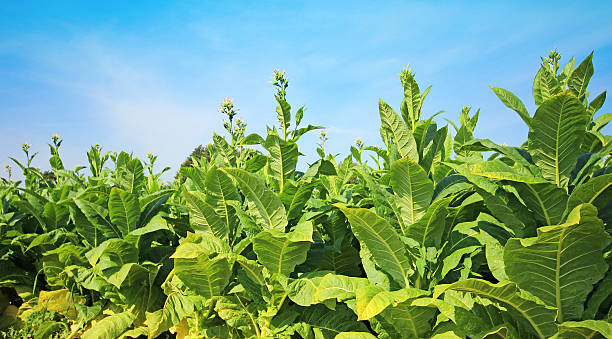 istock Tobacco field 628967692