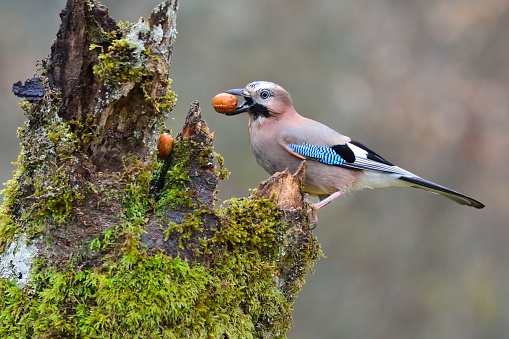 Eurasian jay with a walnut in the beak perched on a log.