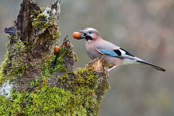 Photo of Eurasian jay with a nut in the beak.