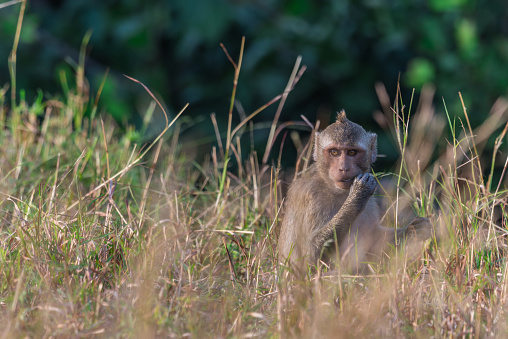 Macaque in nature habitat,Phetburi,Thailand