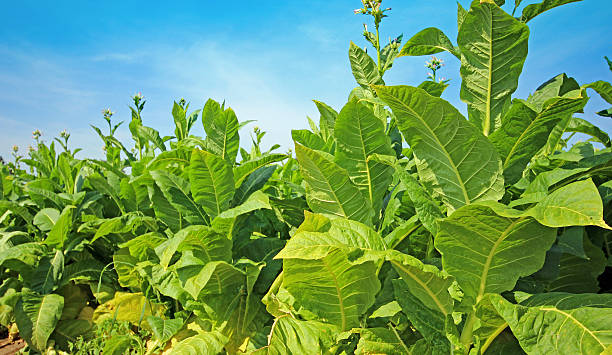 istock Tobacco field 628967914