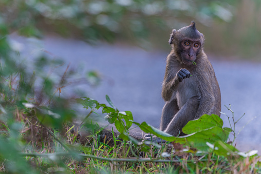 A shallow focus shot of a monkey sitting on a rock and resting in the forest on a blurred background