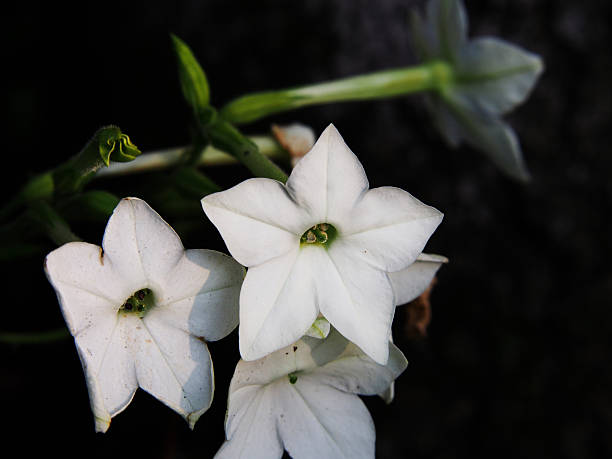 Nicotiana alata - jasmine tobacco, sweet tobacco, winged tobacco