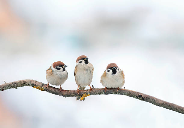 drei lustige vögel sparrow sitzt auf einem ast im winter - sperling stock-fotos und bilder
