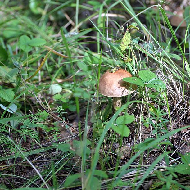 istock mushroom boletus in the grass 628976522