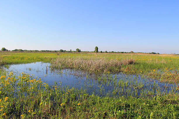 istock Wet meadow with marsh marigolds 628977222