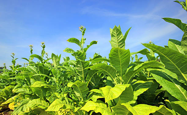 istock Tobacco field 628977250